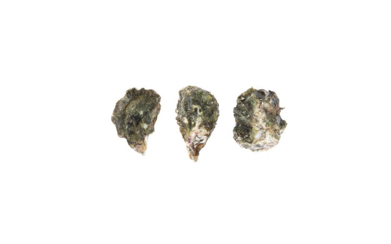 Kumamoto Oyster