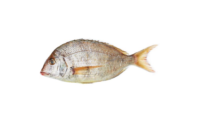 Whole Wild Porgy