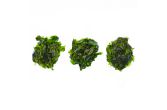 Edible Sea Lettuce Seaweed