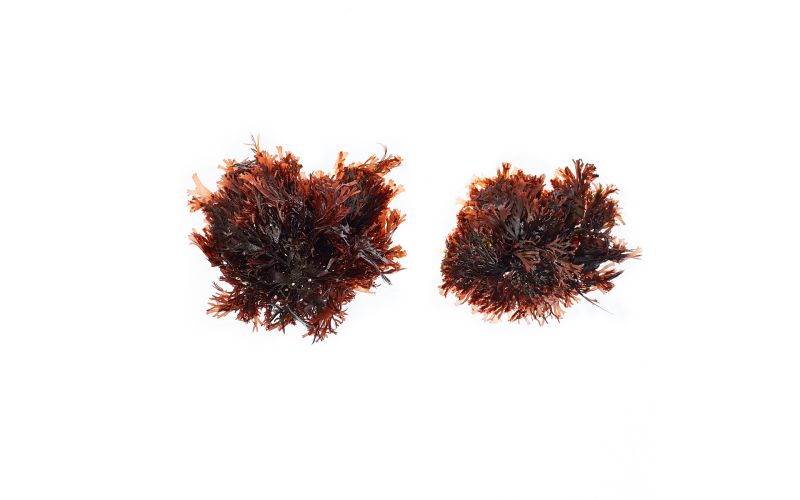 Edible Dulse Seaweed