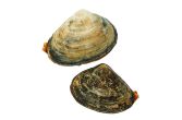 Farmed Surf Clams