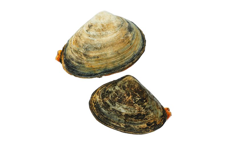 Farmed Surf Clams