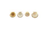 Scallop Bay Shells