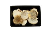 Scallop Bay Shells