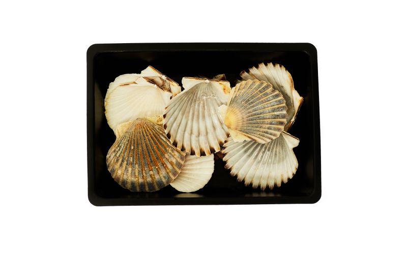 Scallop Bay Shells