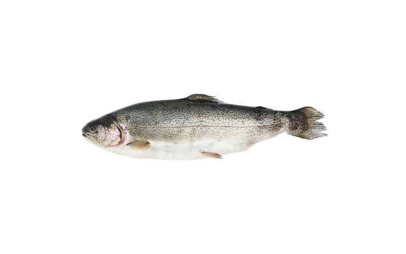 Whole Farmed Idaho Trout