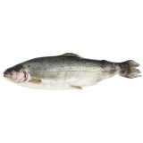 Whole Farmed Idaho Trout