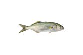 Whole Wild Bluefish