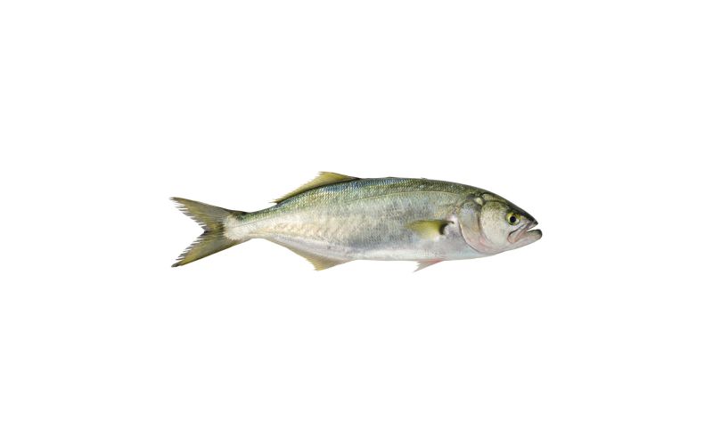ブルーフィッシュBluefish Frozen- Bluefish 1lb – Red's Best