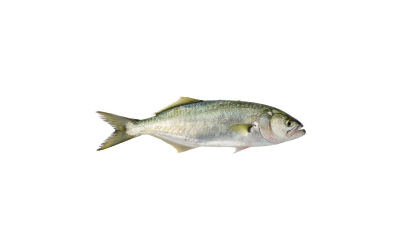 Whole Wild Bluefish