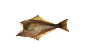 Halibut Atlantic Farmed Whole 15-20 LB