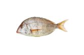 Whole Wild Porgy