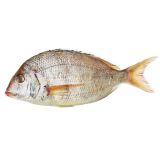 Whole Wild Porgy