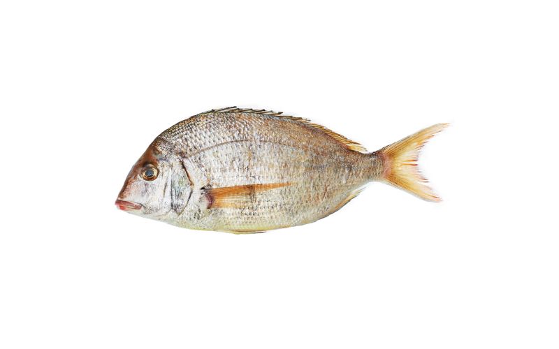 Whole Wild Porgy