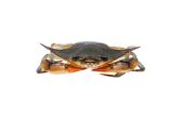 Farmed Jumbo Soft Shell Crabs