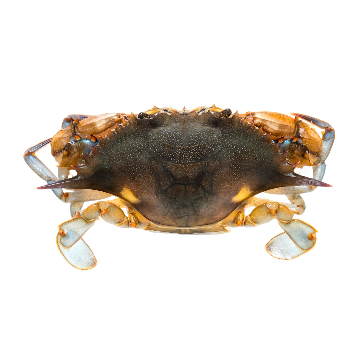 One Jumbo Shell Wild Jumbo Soft Shell Crabs | Soft Shell Jumbo Crab | Pierless Fish