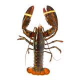 Whole Wild Lobster