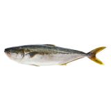 Scale & Gut Farmed Yellowtail Kingfish Hiramasa