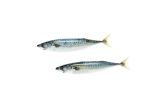 Whole Wild Boston Mackerel