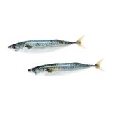 Whole Wild Boston Mackerel