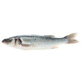 Scale & Gut Farmed Loup De Mer Branzino