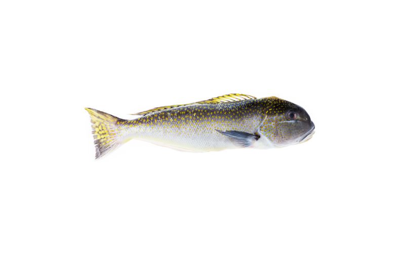 Whole Wild Golden Spotted Tilefish