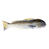 Whole Wild Golden Spotted Tilefish