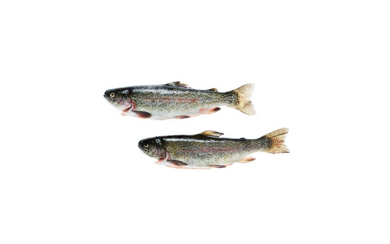 Whole Wild Greenwalk Trout