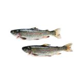 Whole Wild Greenwalk Trout