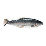 Scale & Gut Farmed Idaho Trout