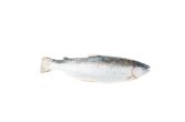 Whole Farmed Scottish Salmon