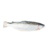 Whole Farmed Scottish Salmon