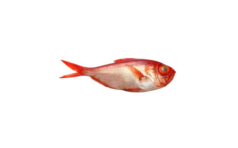 Whole Wild Golden Alfonsino