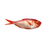 Whole Wild Golden Alfonsino