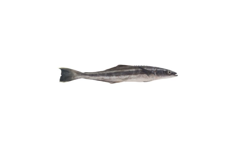 Whole Wild Cobia