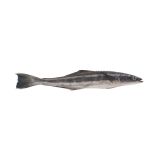 Whole Wild Cobia