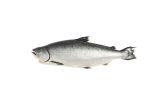 Scale & Gut Farmed Ora King Salmon