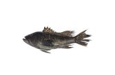 Scale & Gut Whole Wild Black Sea Bass