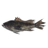 Scale & Gut Whole Wild Black Sea Bass