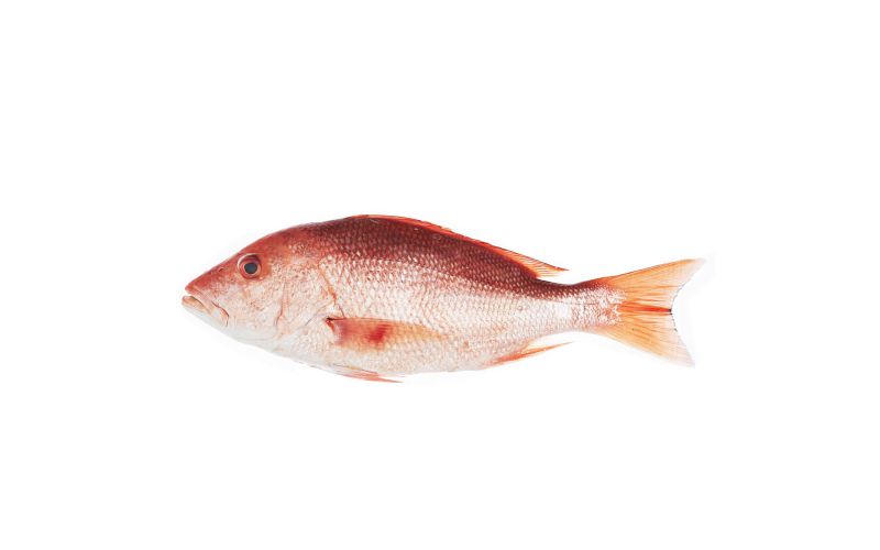 Scale & Gut Wild Red Snapper