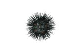 Live Wild Urchin