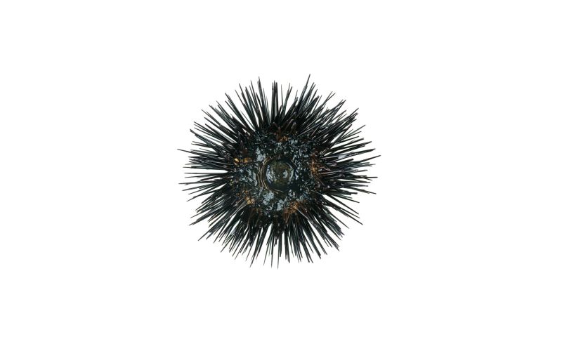 Live Wild Urchin