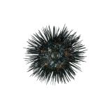 Live Wild Urchin