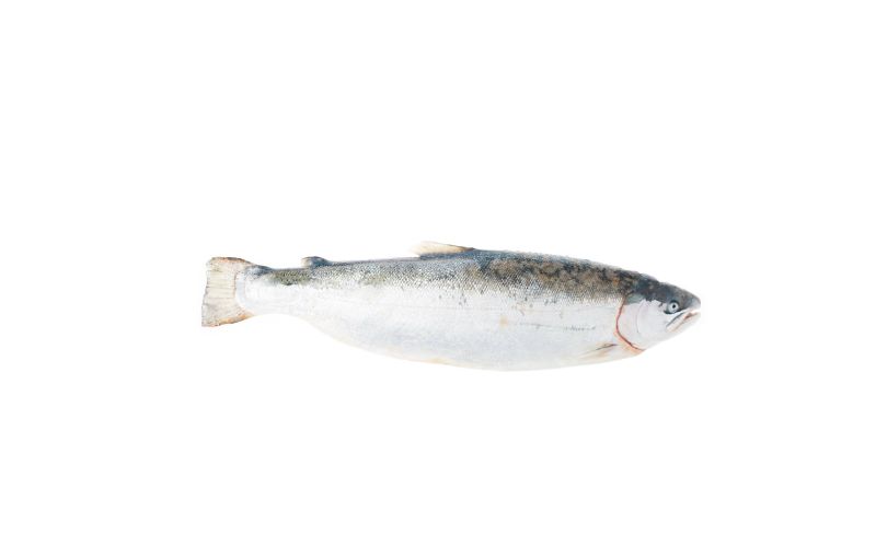 Scale & Gut Farmed Canadian Salmon