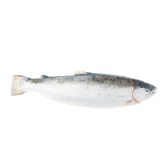 Scale & Gut Farmed Canadian Salmon